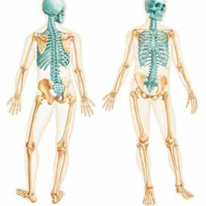 Аксиален скелет. Кости на аксиален скелет