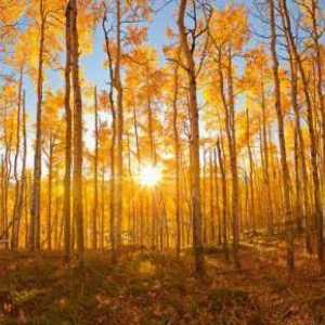 Aspen през есента - невероятна красота и насилие на цветовете