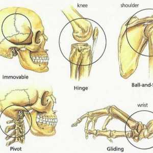 Основните видове свързване на човешките кости: схемата и таблицата
