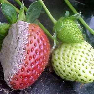 Основните вредители на ягодите и средствата за борба с тях