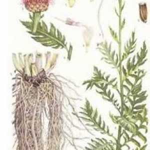 Характеристики и лечебни свойства на Leuzea safflower