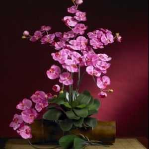 Характеристики на съдържанието на епифит: как да отрежете орхидеята след цъфтежа
