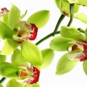 Характеристики на съдържанието на епифит: как да трансплантирате орхидея у дома.