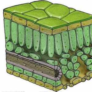 Характеристики на структурата на колонната тъкан: връзката между структурата и функциите