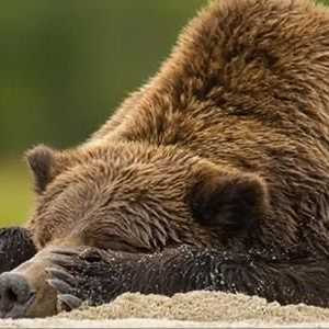 Характеристики на животните: защо мечката попада в хибернация