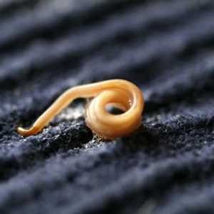 Pinworms: лечение (наркотици). Медицина за щитовидните червеи за деца
