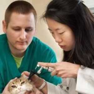 Отит при котки: симптоми и лечение на болестта на ушите