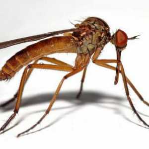 Откъде идва комарът? Колко дълго живее един обикновен комар?