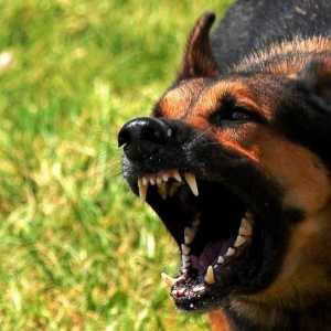 Откъде идват яростни кучета и как изглеждат те?