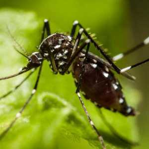 Откъде идват комарите в къщата: причините за появата им и как да се отърват от тях