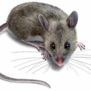 Отровата за мишки: какво да правим, когато къщата се размножава?