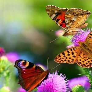Поръчка на пеперуди: репродукция, хранене, структура и основни подвидове