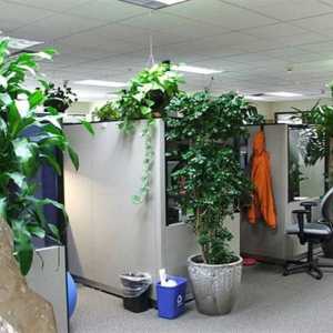 Градинарски офис: правилата на фитодизайна, подходящи растения, съвместимостта на растенията и…