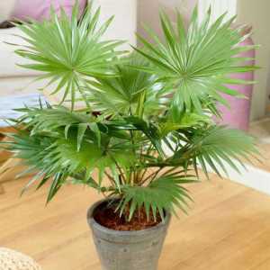 Palm Liviston: грижи у дома, особено отглеждане и рецензии