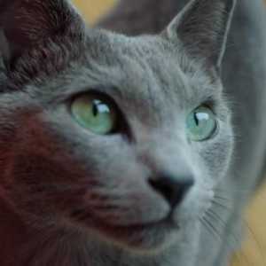 Панкреатит при котка: описание, причини, симптоми и признаци на лечение