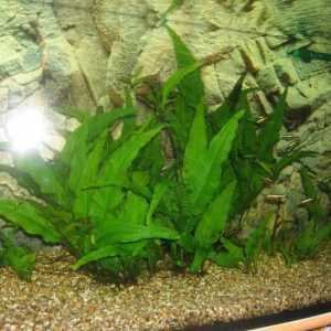 Тайска папрат - идеално растение за аквариум