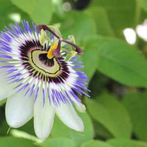 Passion Flower Blue: Отглеждане и грижи