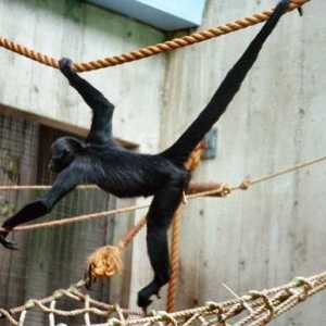 Паякообразни маймуни: удивителни същества от природата