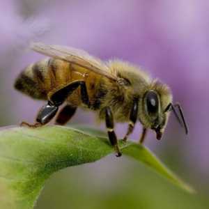 Пчела: интересни факти за пчелите. Диви и домашни пчели