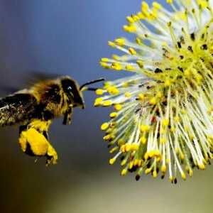Актуализиране на пчелите - чудодейно излекуване