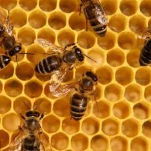 Beespine: лекарствени свойства и противопоказания. Какво третира пчелен прашец: прегледи след…