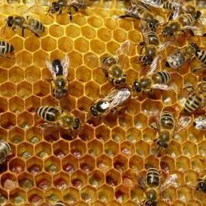 Пчелен прополис. Какво лекува това уникално вещество?