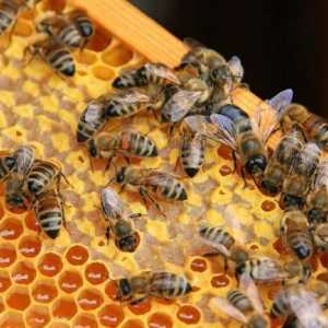 Пчеларството за начинаещи: къде да започнем? Методи на пчеларството