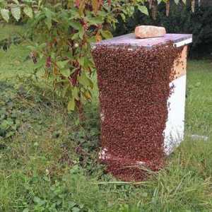 Пчеларство: плуване на пчели и мерки за предотвратяване на това
