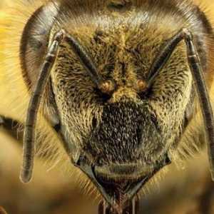 Пчели: пчелни породи, описание, характеристики, пчеларски продукти
