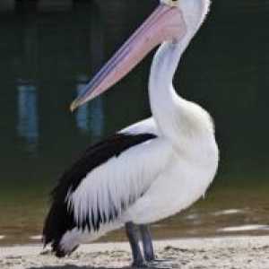 Пеликан, птица: описание и характеристики. Розови, черни и бели и къдрави пеликани