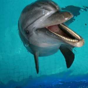 Мобилен делфинариум в Казан