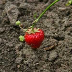 Пресаждане на ягоди: се грижи за бъдещи култури