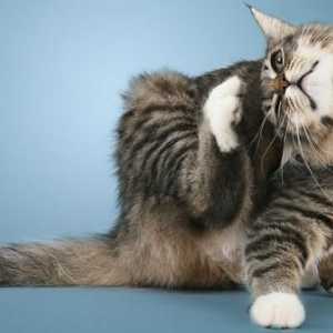 Пърхот при котката на гърба. Пърхот в котка: причини и лечение