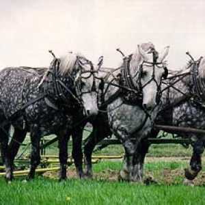 Percheron порода коне. Коне тежко превозно средство от порода Perseron (снимка)