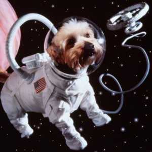 Първите животни в космоса. Катерица и стрелка - космически кучета