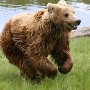 Пещерната мечка - това е като лидер на силно вражеско племе