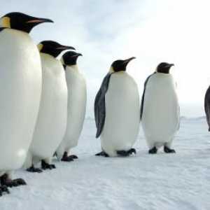 Пингвините са птици или животни? Въпроси и отговори