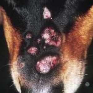 Пиодерма при кучета: симптоми и лечение