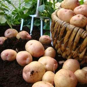 Хранителна стойност на обикновените картофи