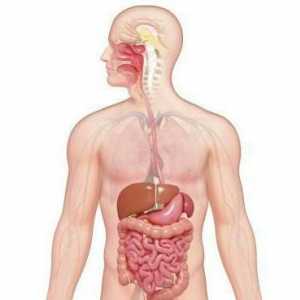Храносмилателната система на органите: функции и структура