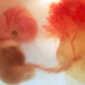 Плацентата е основният орган за майката и бебето!