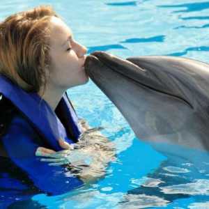Плуване с делфини в Москва - чудесен урок за деца и възрастни