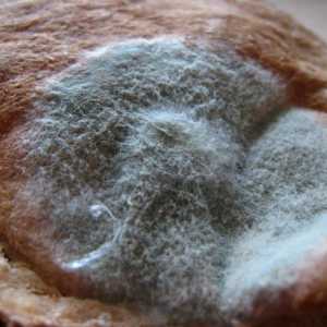 Оформете хляб (снимка). Как да го отглеждате у дома?