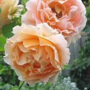 Почистване роза Полка: снимка, описание, засаждане и грижи