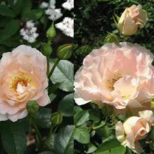 Scrofula Rose `Rococo`: описание на сорта, снимка, рецензии