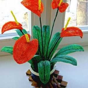 Ние въртим anthurium на мъниста: майсторски клас и схема за тъкане на цветя