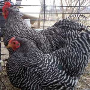 Plymouthrock - пиле за домашни парцели