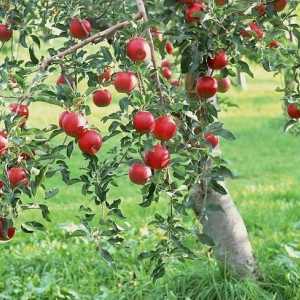 Ябълкови плодове - най-често срещаните плодове