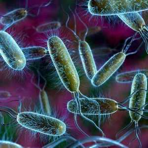 Защо бактериите се открояват в специална сфера на дивата природа?