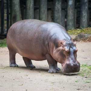Защо е хипопотам, наречен речен кон?